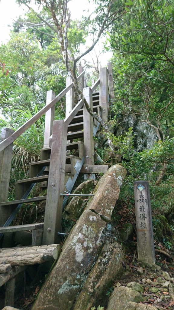 內鳥嘴山之巧遇藍腹鷳_348835