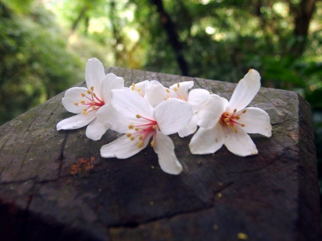 土城桐花公園封面圖