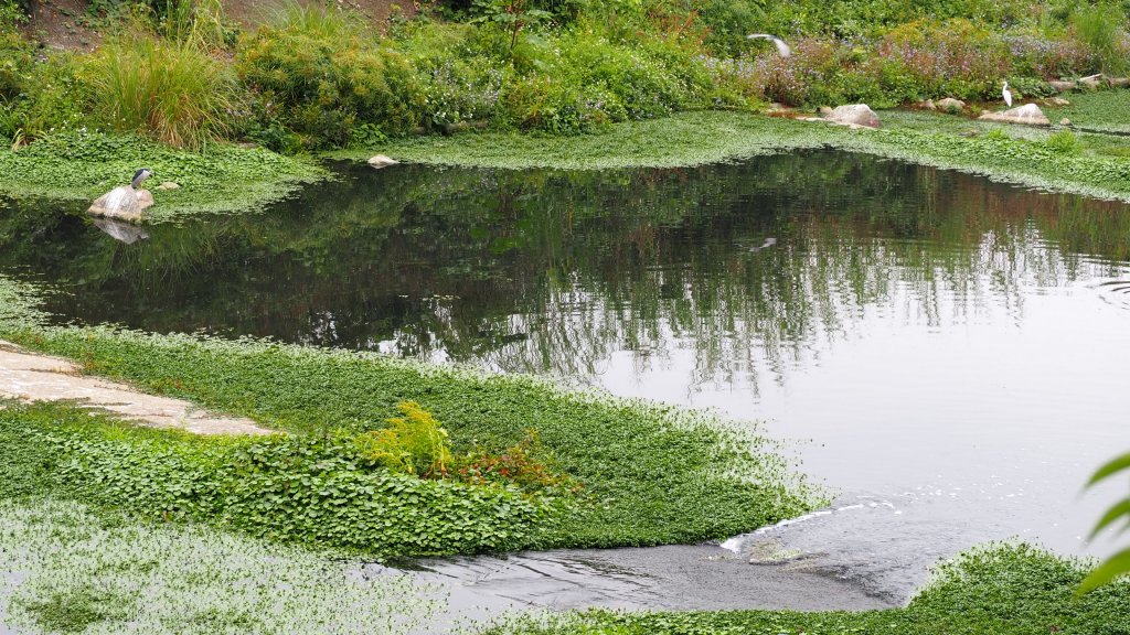《南投》河岸賞鳥｜竹山下坪步道及自然教育園區O繞20230225_2042212
