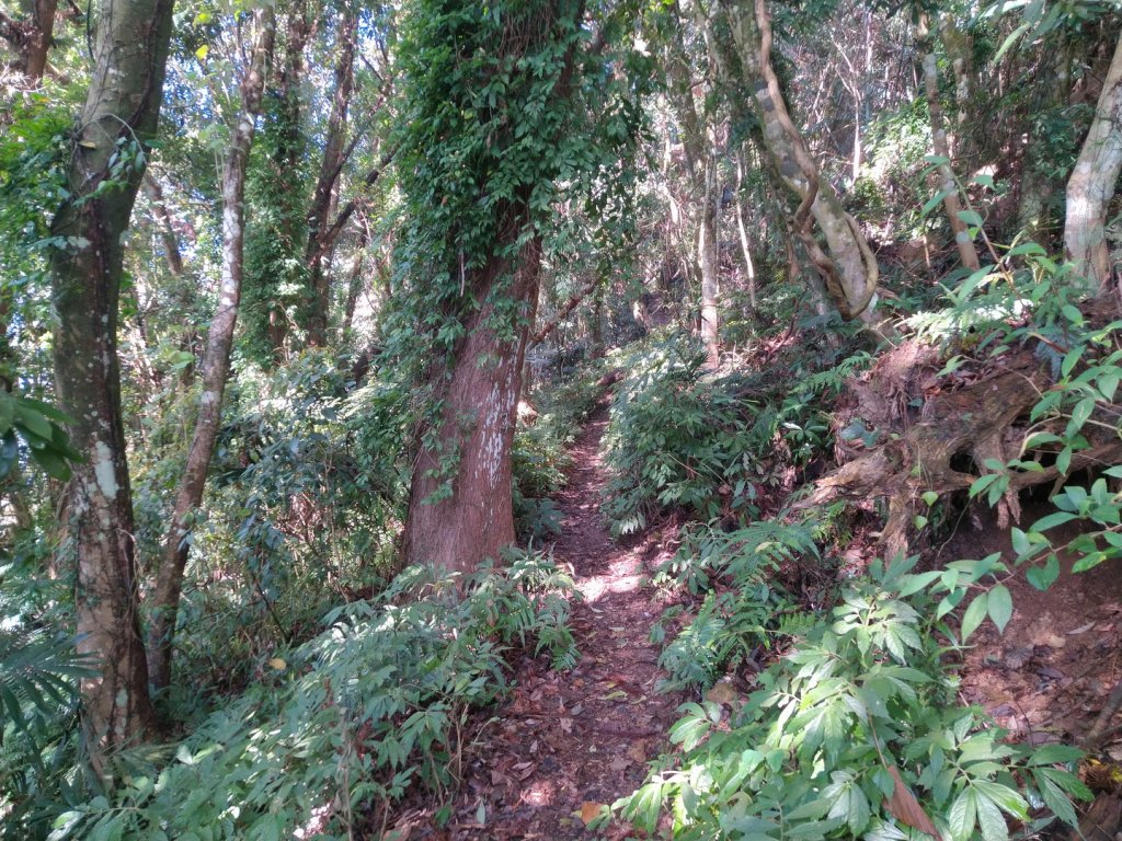 苗栗 泰安 馬那邦山、細道邦山_1960908