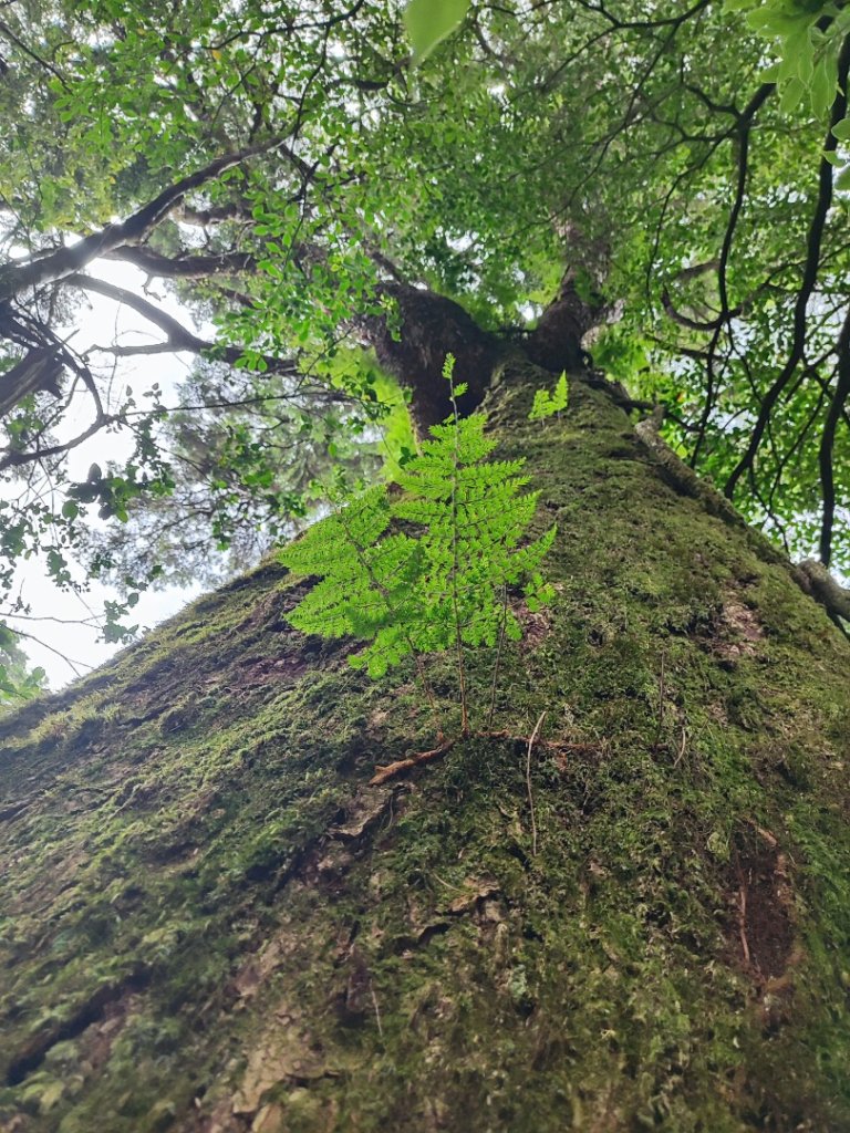 樂雪縱走_2876767