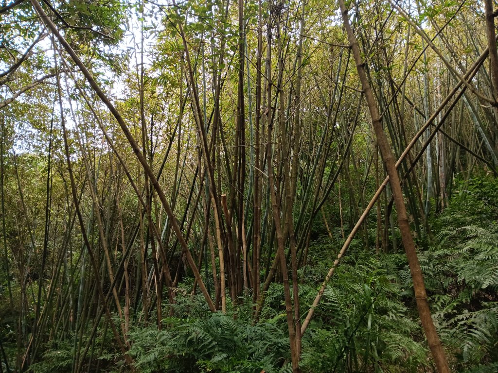 微笑山線二格山系銀河洞越嶺段_2986154