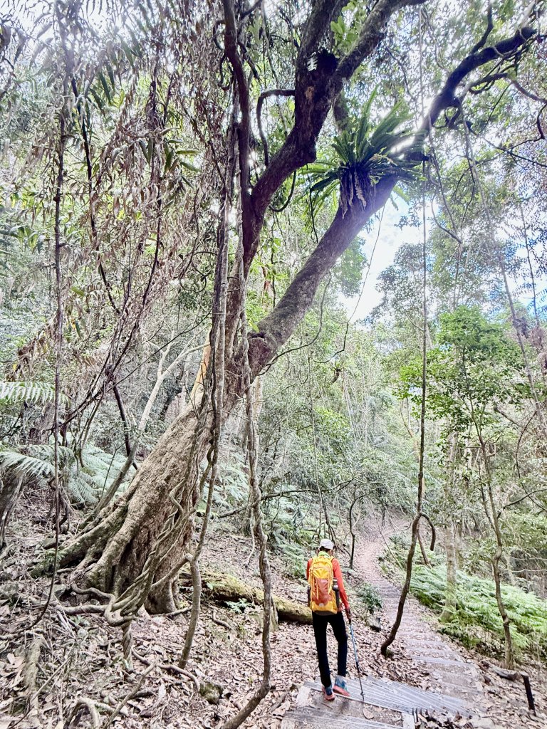 雪山坑步道悠遊順訪雪山坑山(再訪)  2025.12.3_2953763
