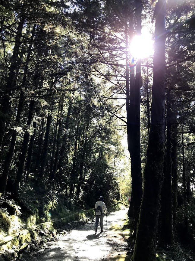 太平山_臺灣山毛櫸國家步道20201118_1967942