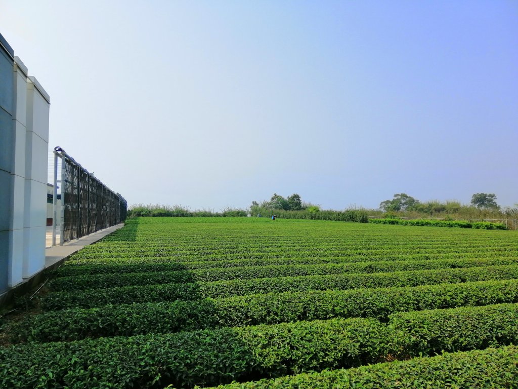 趣味撿小百岳。編號51小百岳 松柏坑山封面圖