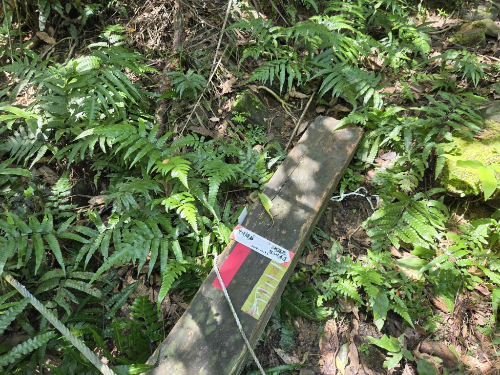 20260702中坑西山-仿山坑山-火燒寮古道下媚子寮_3082284