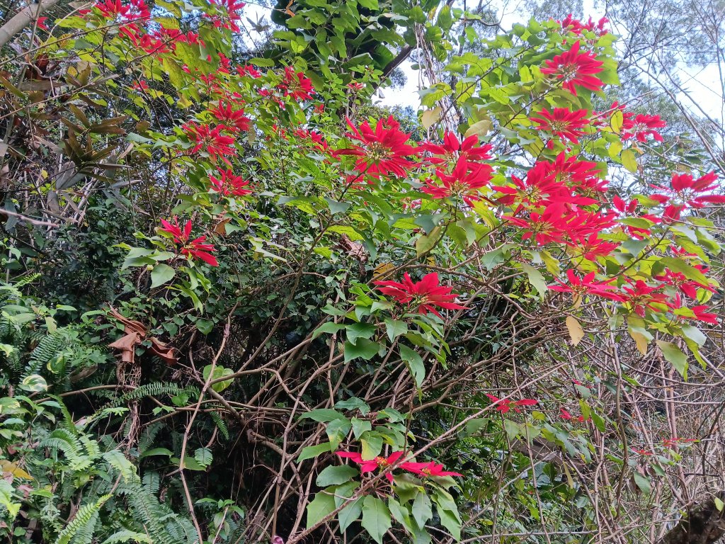 微笑山線二格山系銀河洞越嶺段_2986149