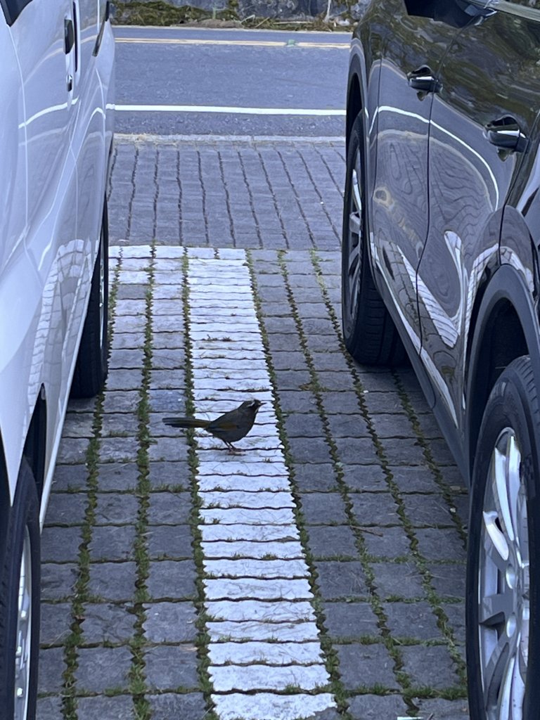 2025/08/17塔塔加、麟趾山、大鐵杉_2891610