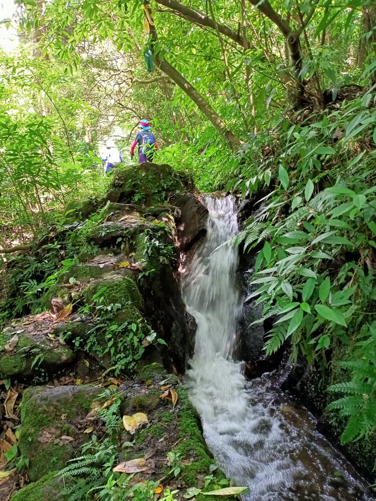 山明水秀的陽明山國家公園 : 陽峰古道→大屯瀑布→青春嶺→猴崁水圳步道→竹子湖封面圖