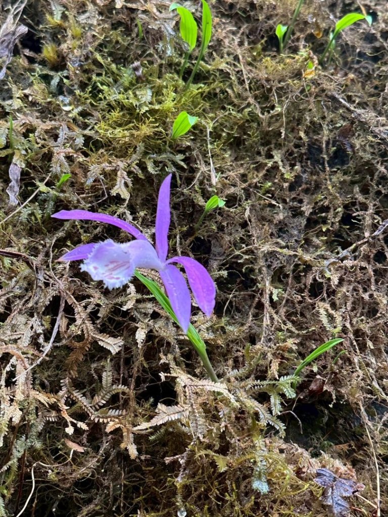 卡保石壁一葉蘭（耘夢谷上逐鹿山下O走）_2809505