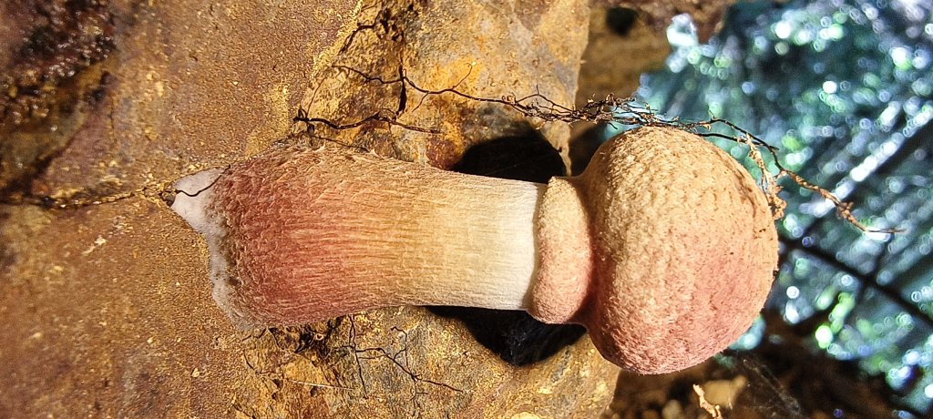 2025/06/15_盡尾山步道_2812731