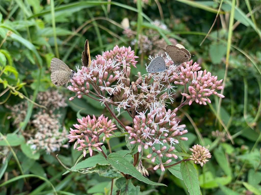 小觀音山大Ｏ_1002710