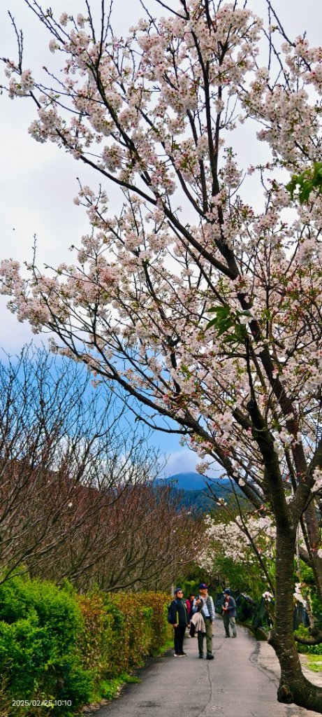 追花是簡單的快樂，賞花是恬淡的幸褔 2/25_2720106