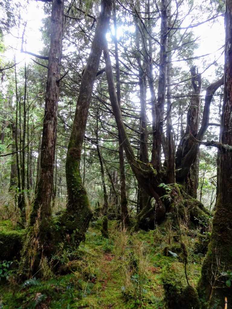 太平山翠峰湖環山步道_1743596