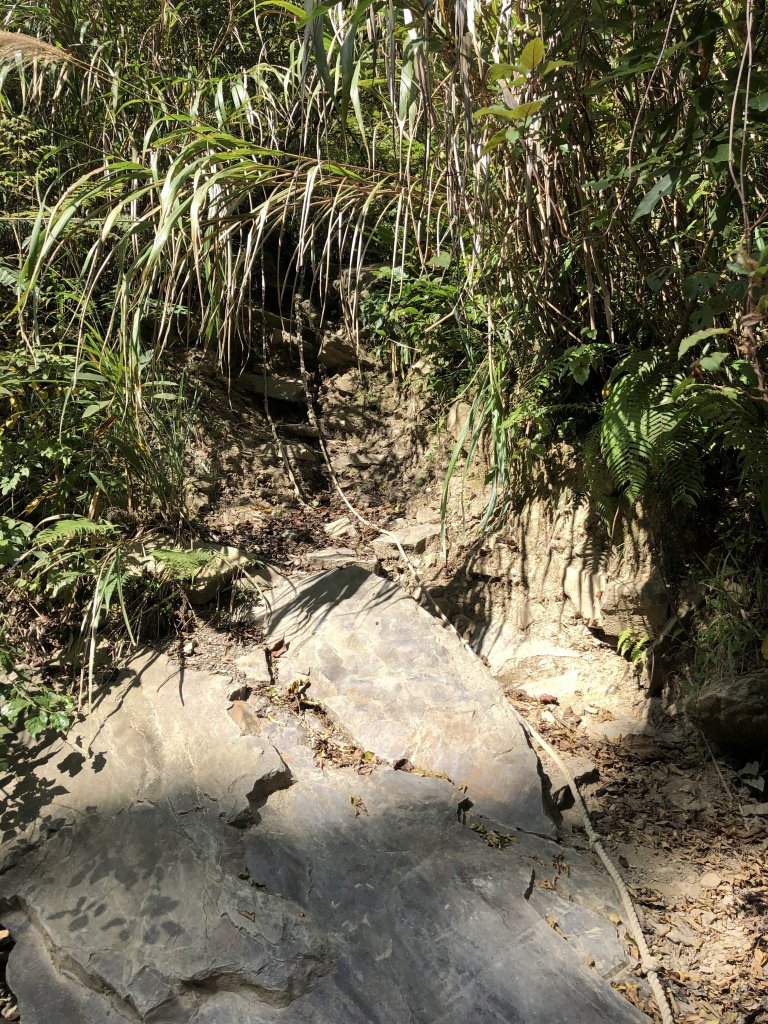 加里山登山步道（鹿場登山口啟登）_721519