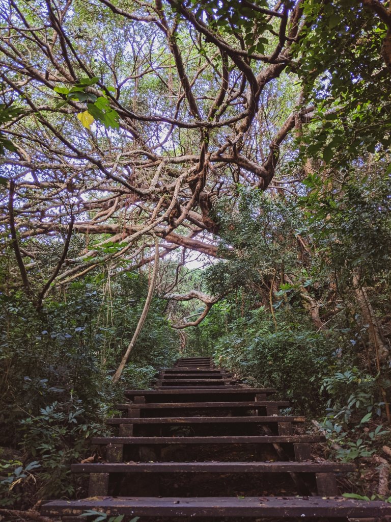 【高雄市後花園】南北壽山(柴山)O行 - 木を探しています_1483609