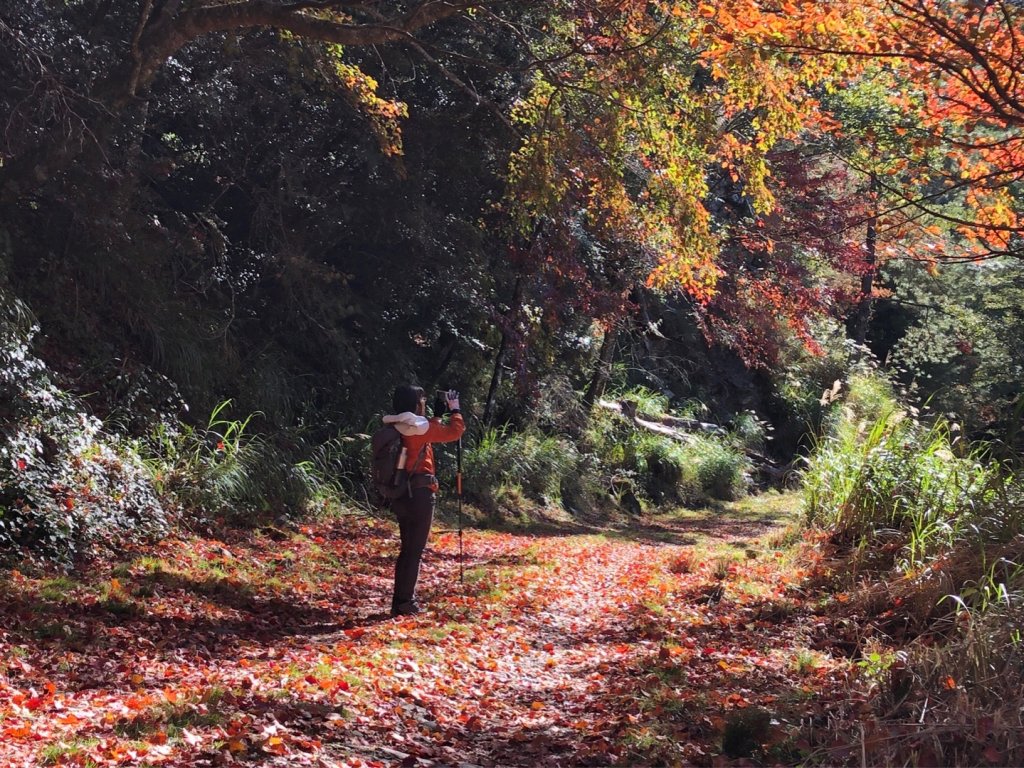 1101211大雪山230林道9.2k/雪山西稜登山口_1546469