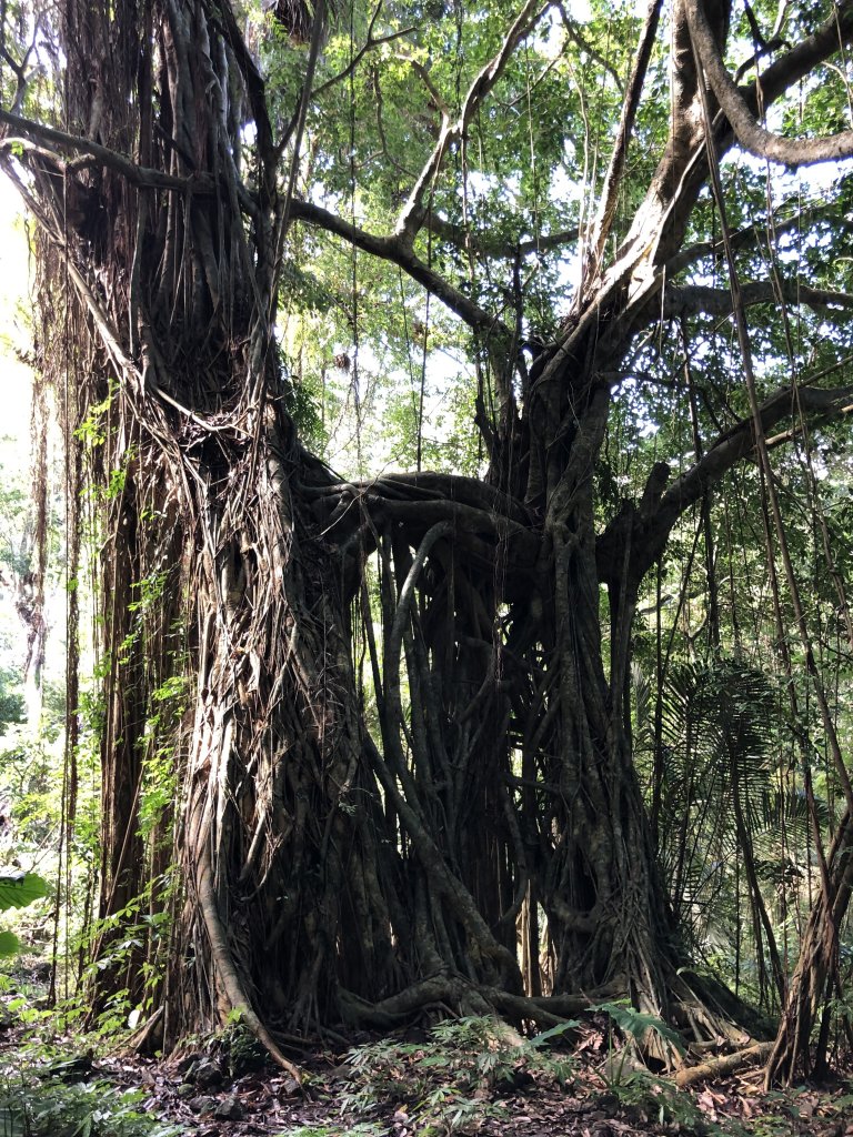 山岳足跡91封面圖