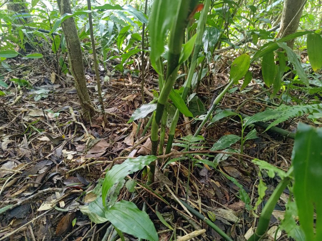 雙流森林遊樂區婆豬古山連走雙流瀑布帽子山_2652674