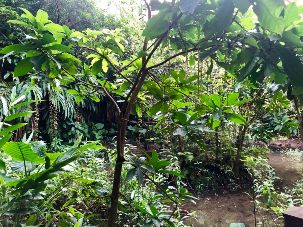 2019-08-10富陽公園、福州山_656093