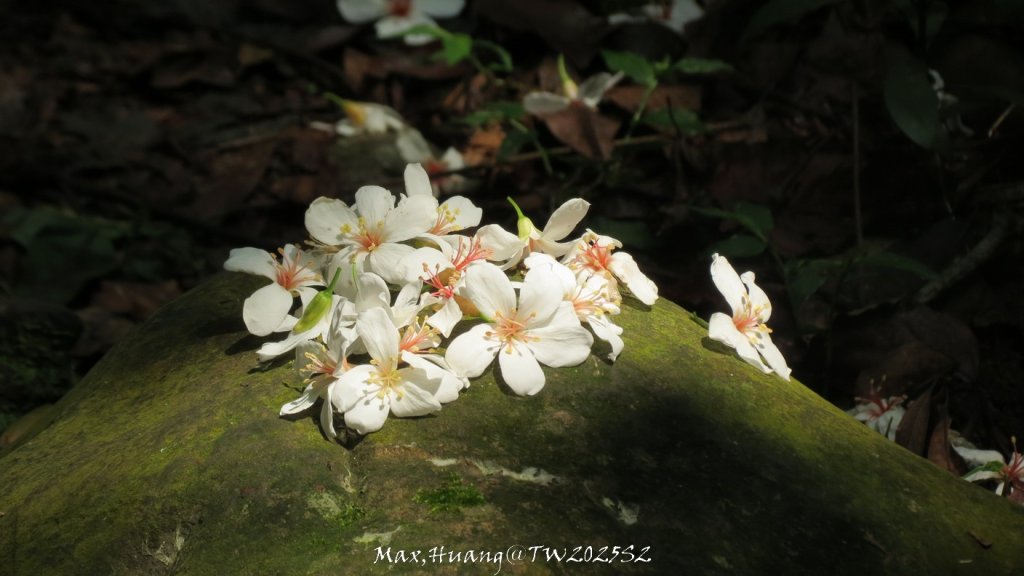 《苗栗》桐花茶園｜四月雪小徑登慈濟山三義山20250427封面圖
