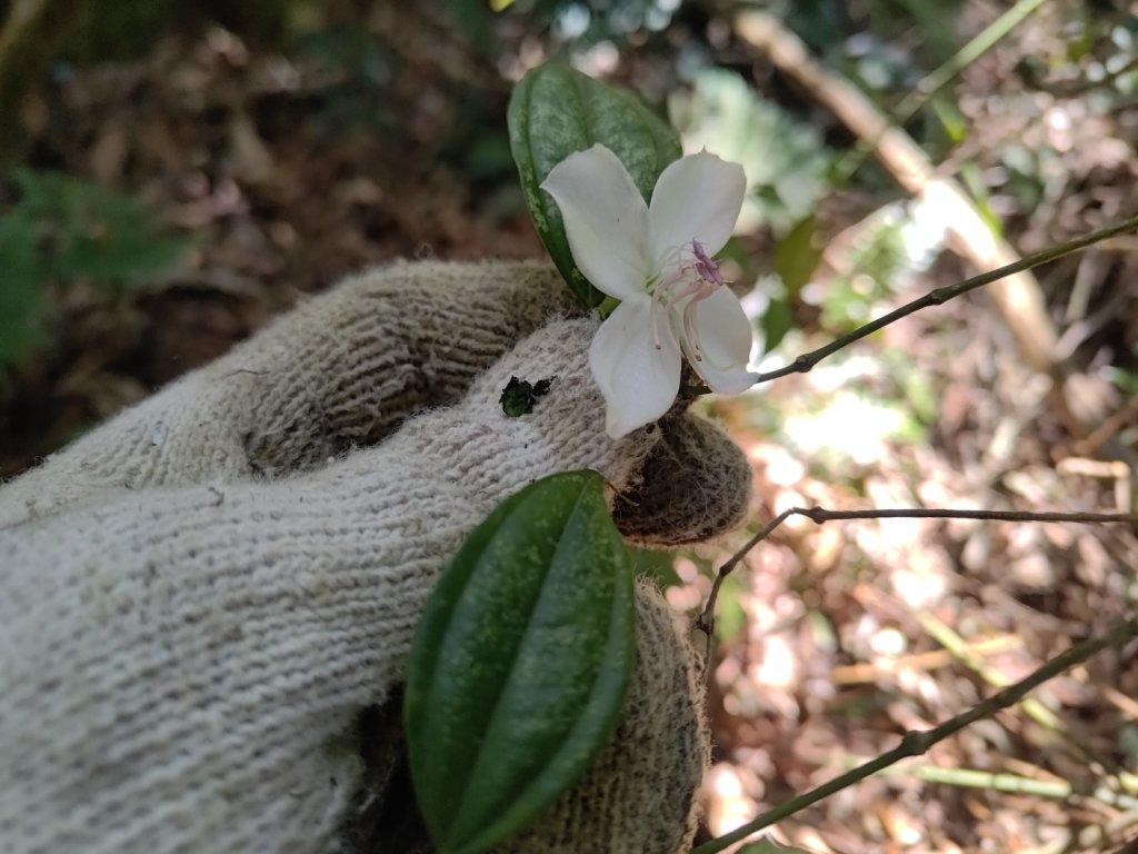 獅子頭山_2440475