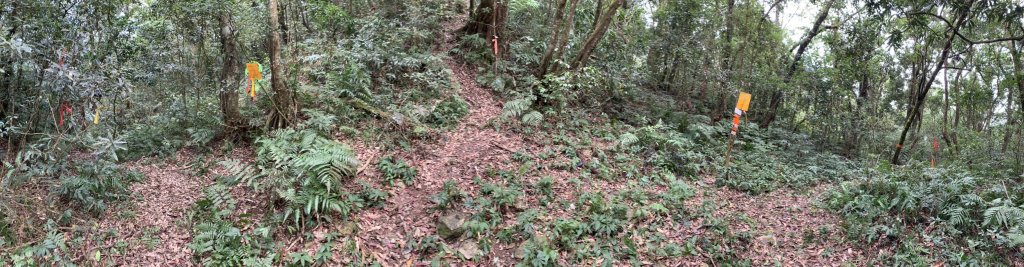 20240212屏東鱈葉根山-日湯真山縱走_2431712