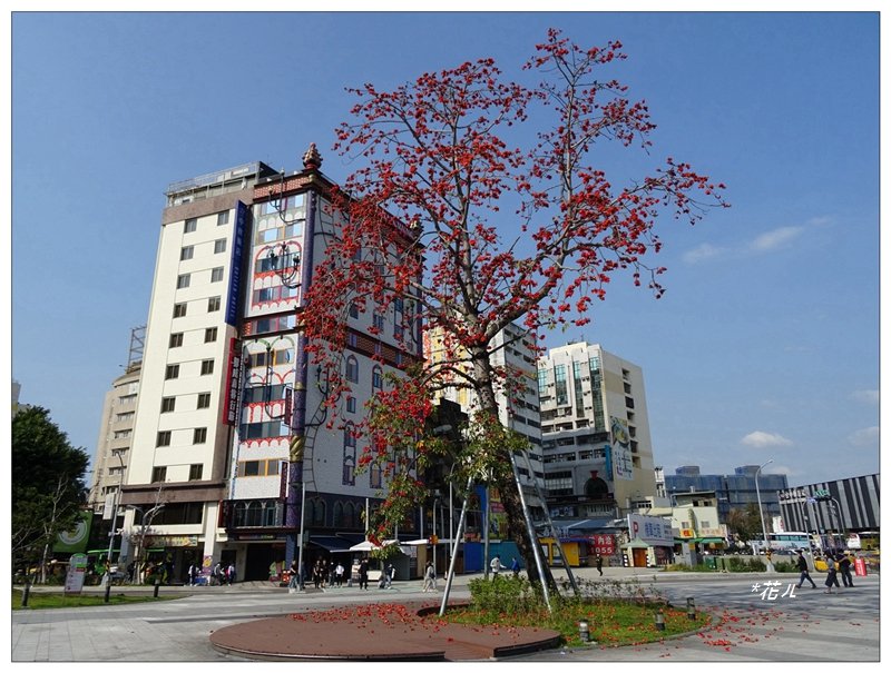 台中/吉貝木棉的花開_1231842