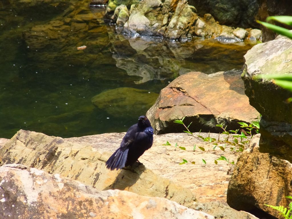 2018涼一夏步道：坪林金瓜寮溪觀魚蕨類步道_334490