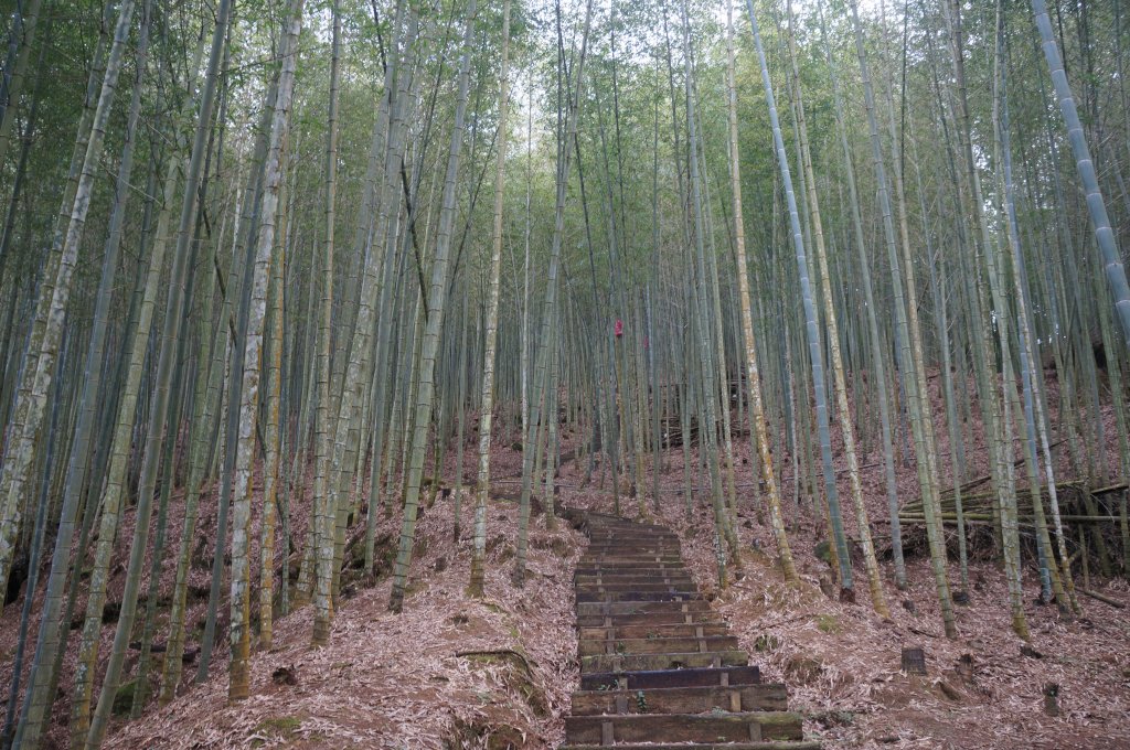 現在來石壁風景區九芎神木區賞花正是時候！_1614776