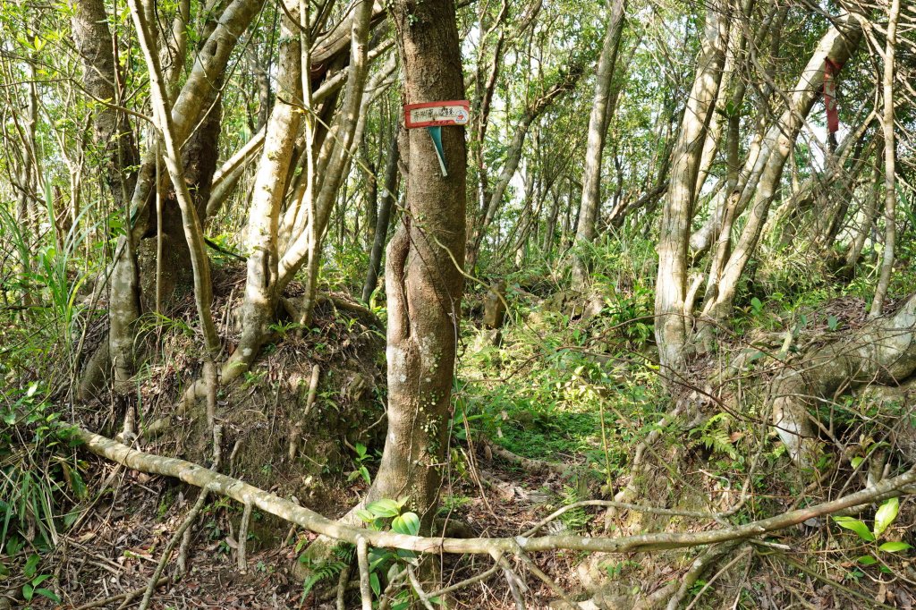 新北 新店 石碇後山、赤腳蘭山、暗寶劍山、鳥嘴尖_2793484