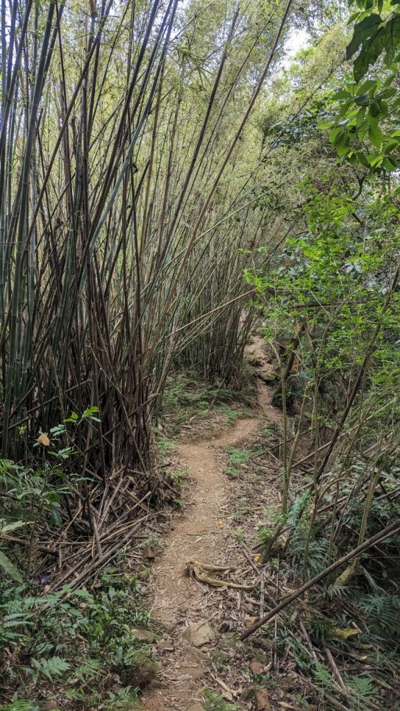 112.04.04王公坑山-烏塗窟山之開滿血藤花_2120582