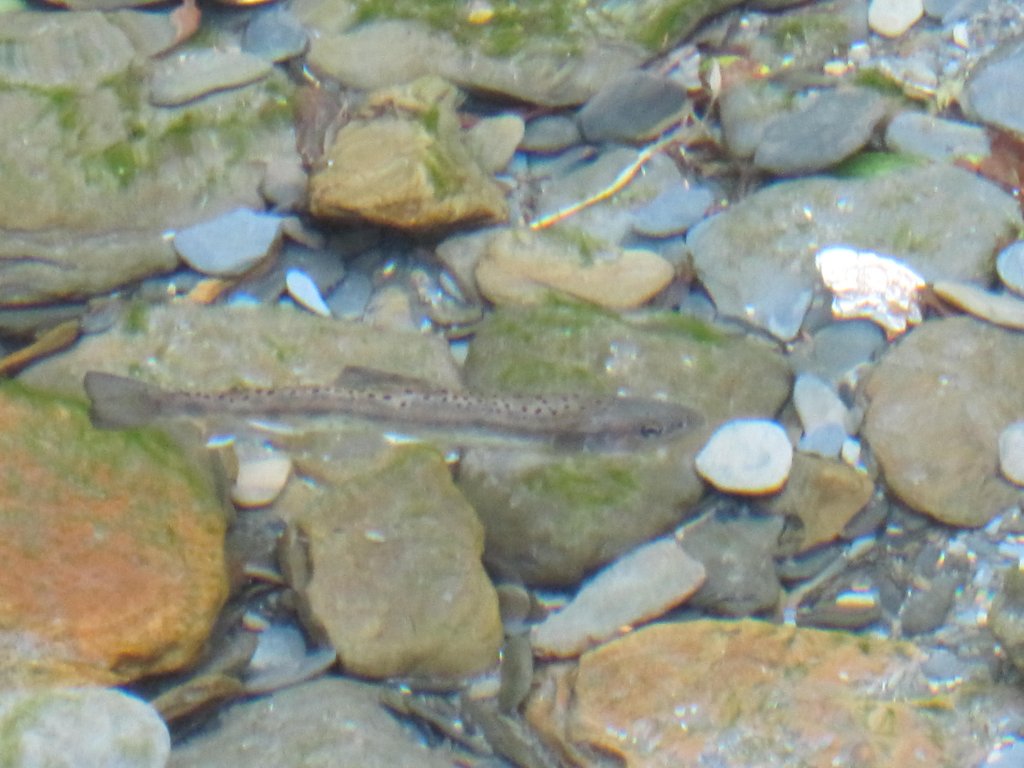 處處都是美景的合歡溪步道_1026163