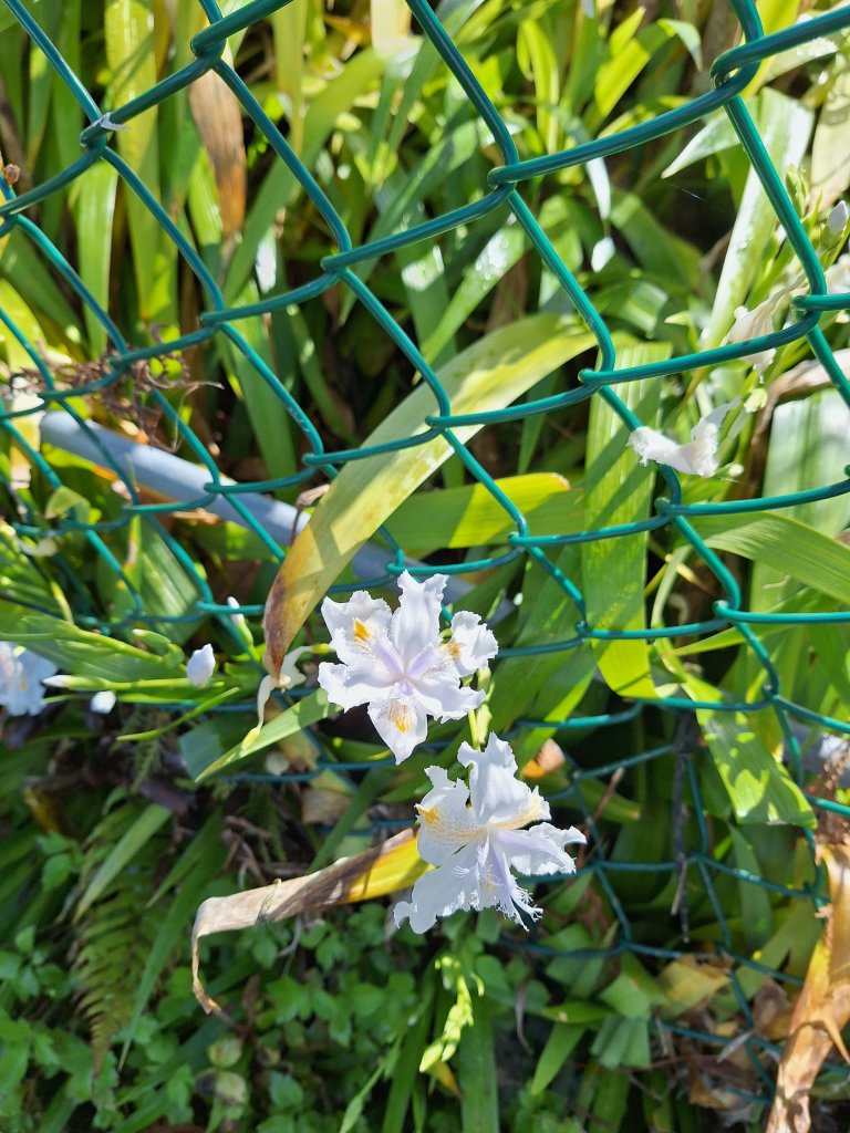 復興三尖之夫婦山+夫婦山西峰20241210_2667339