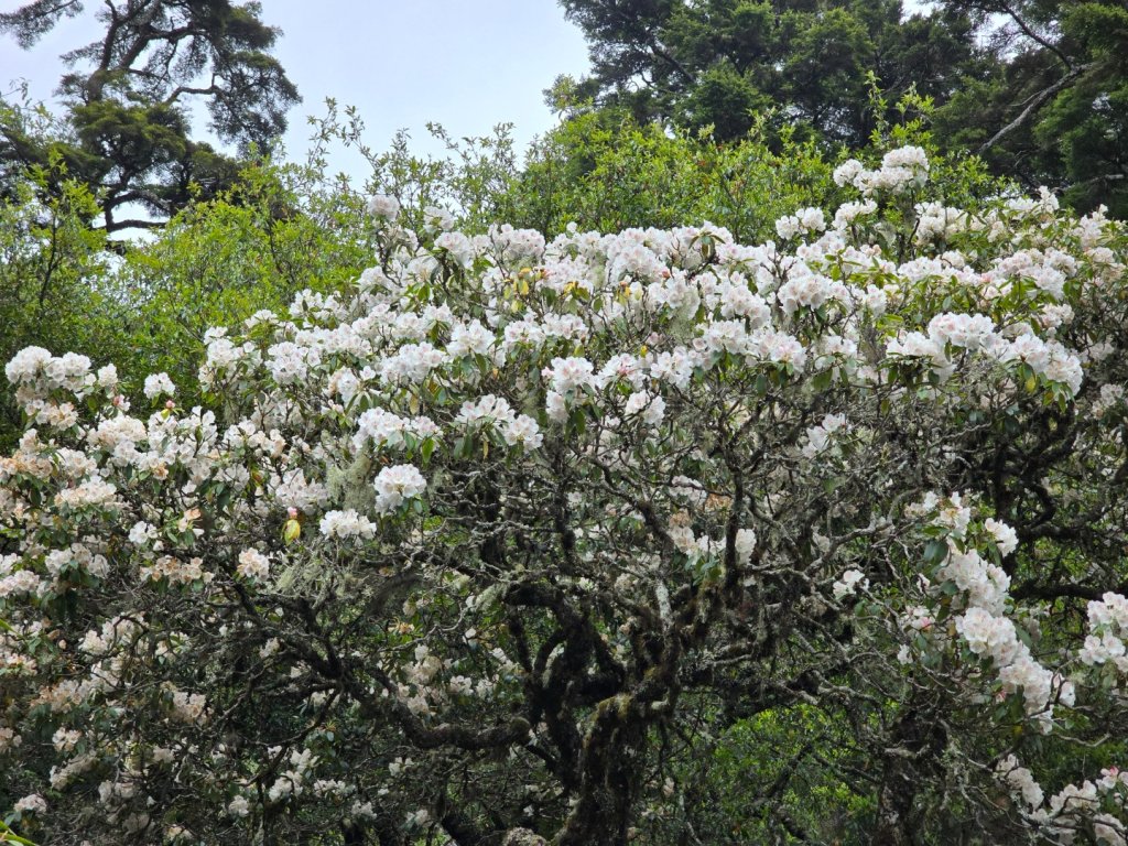 終於看到1000元背面的山景登頂玉山北峰／前峰_2495856