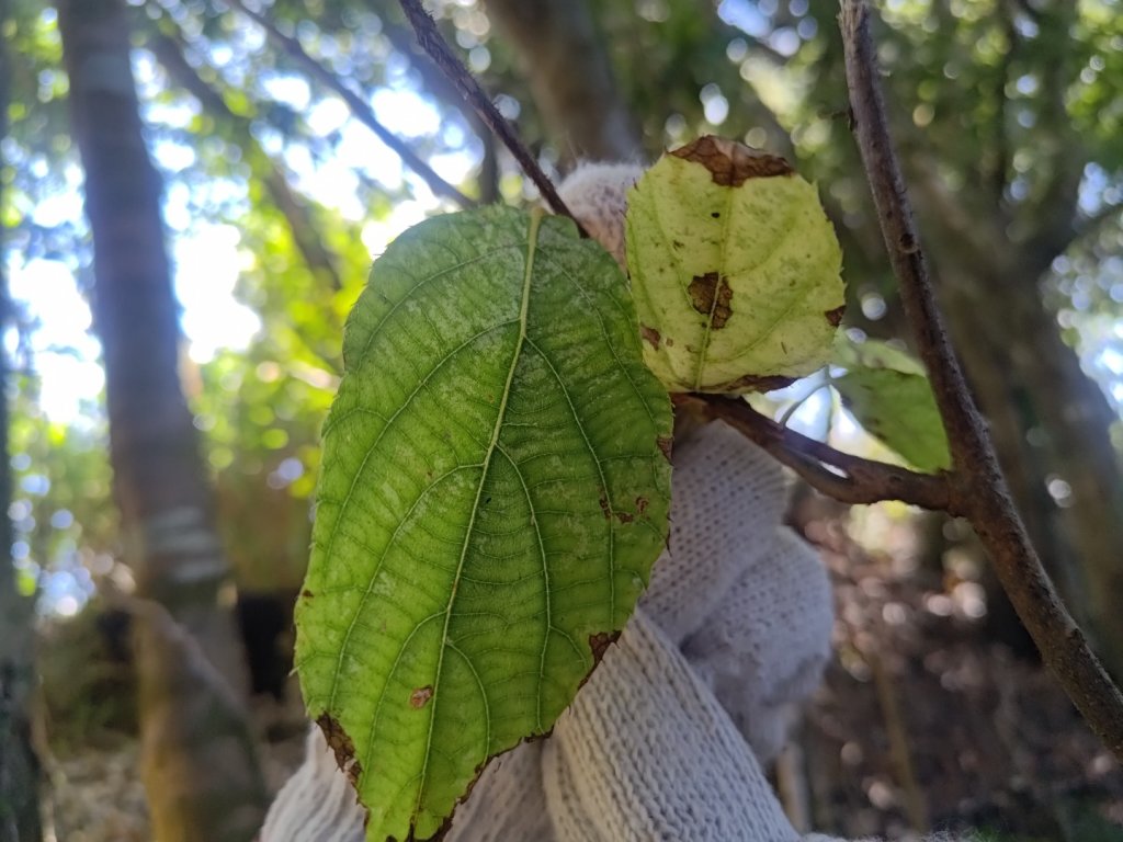 幾阿佐名山_2664493