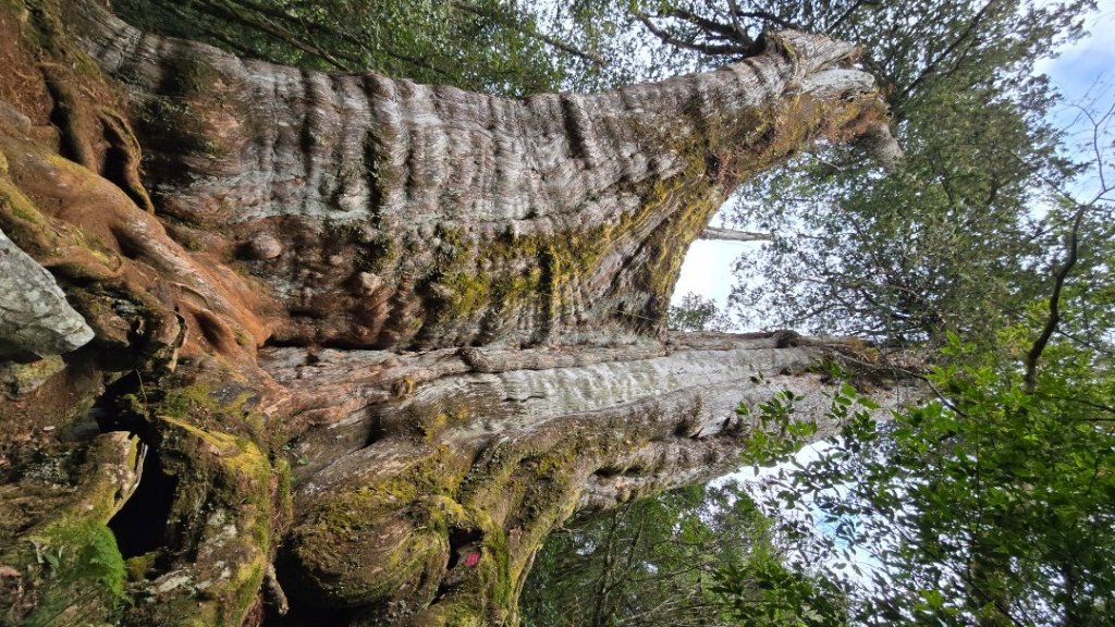 郡大神木群一日行_2440589
