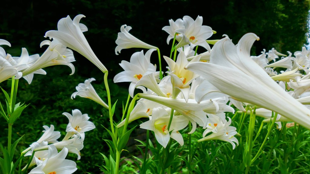 白石湖沒有百合花。晶片關稅_2781542