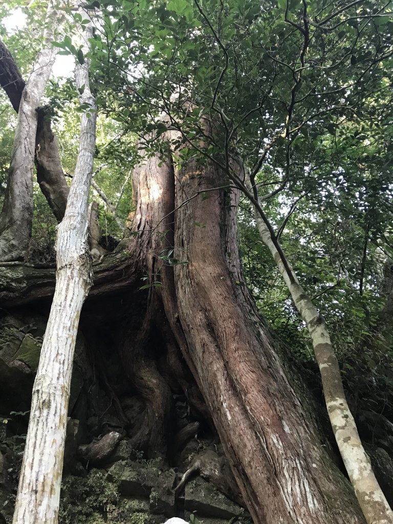 內鳥嘴山→ 那結山→ 外鳥嘴山 O形縱走_1261857