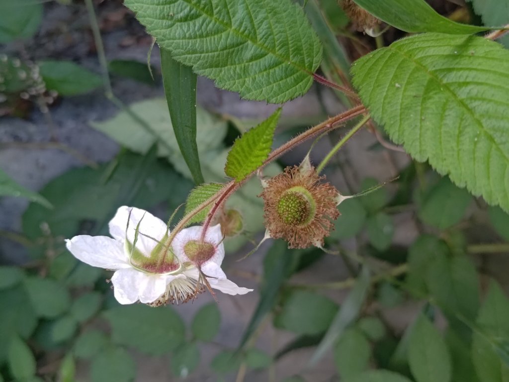 盆貿里山三盆連走_2749523