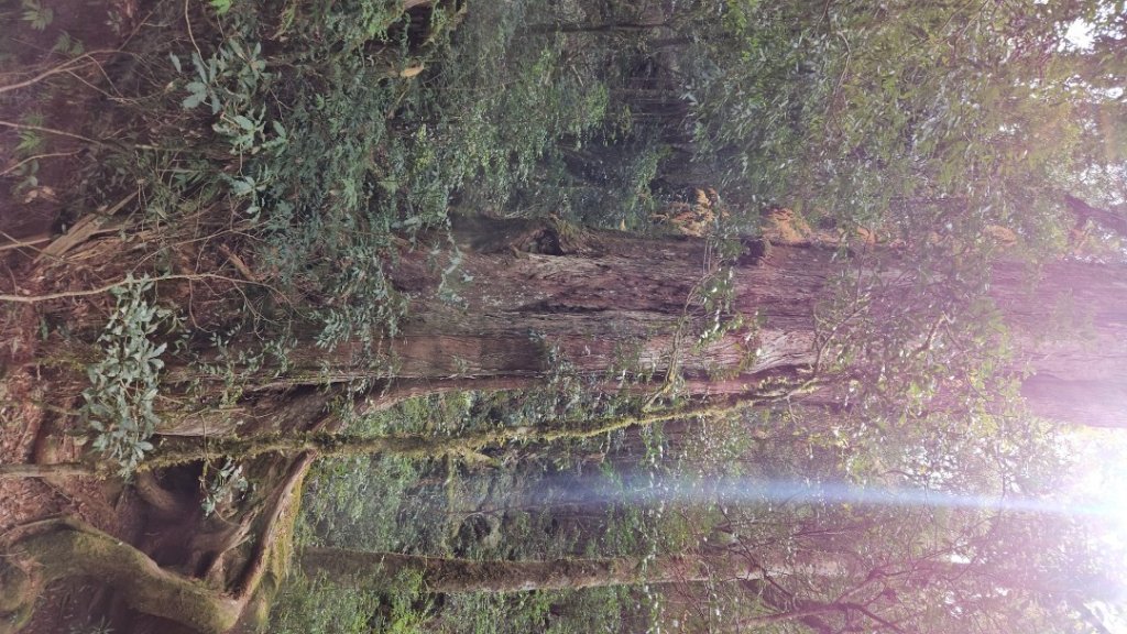 司馬庫斯巨木步道Yaya,櫻花園賞櫻_2440699