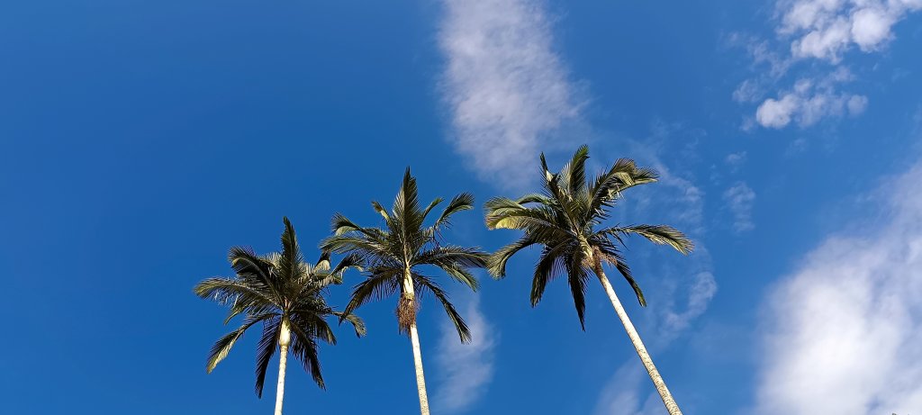 20220731_馬胎+南坪+內灣山_1785396