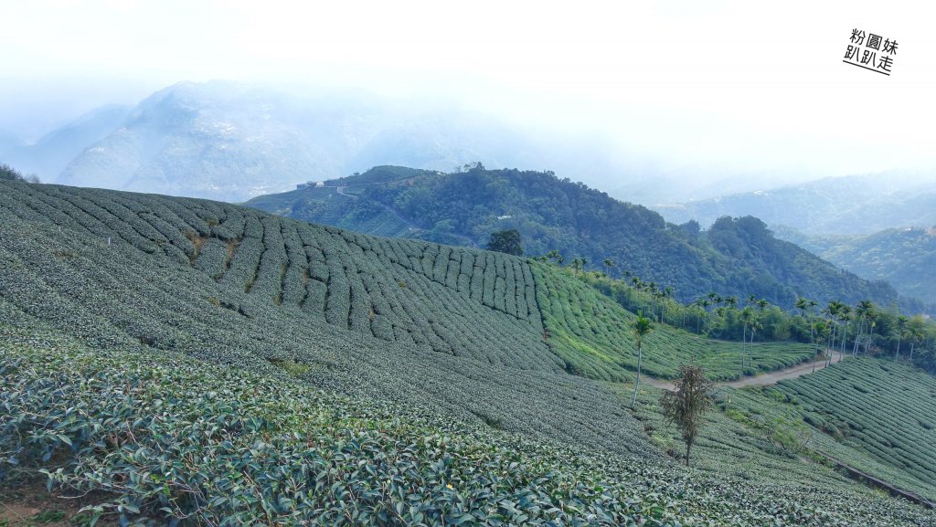 阿里山山脈越嶺步道大串走D2_543676