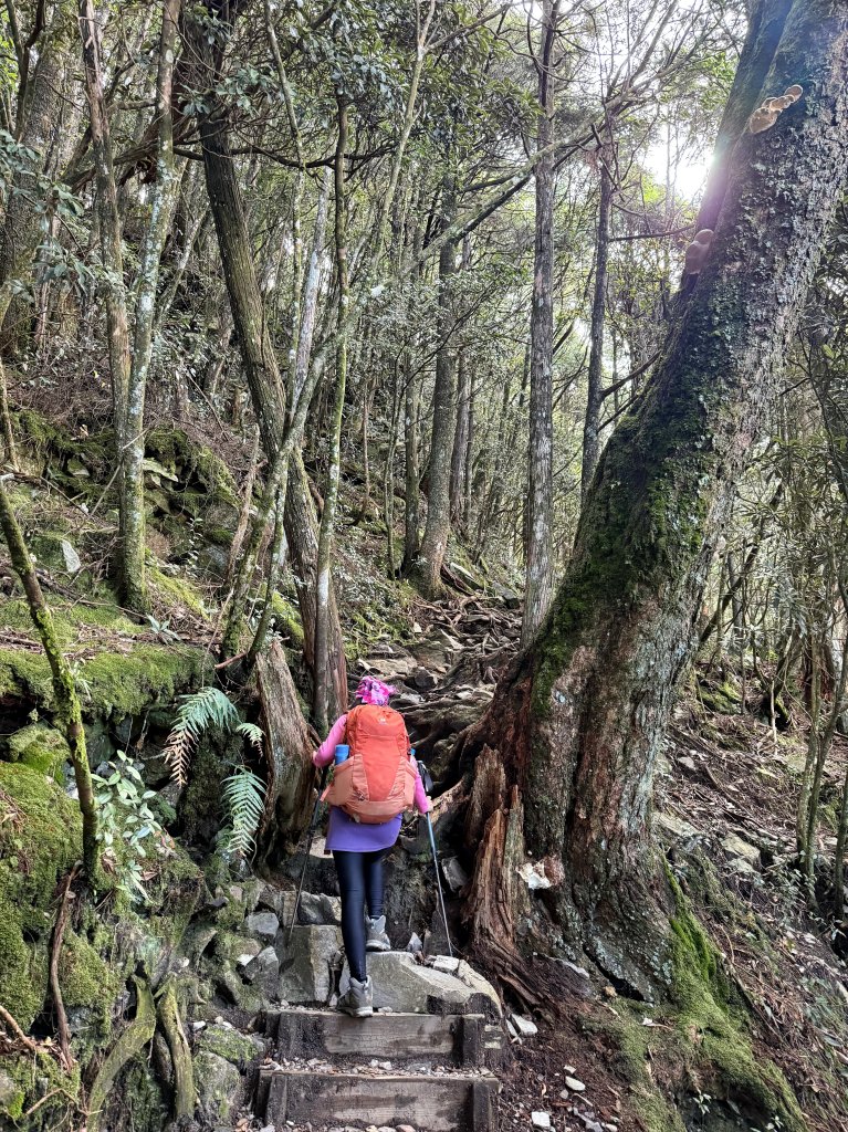 回程下雨的 松鶴上 八仙山 20251025_2925750