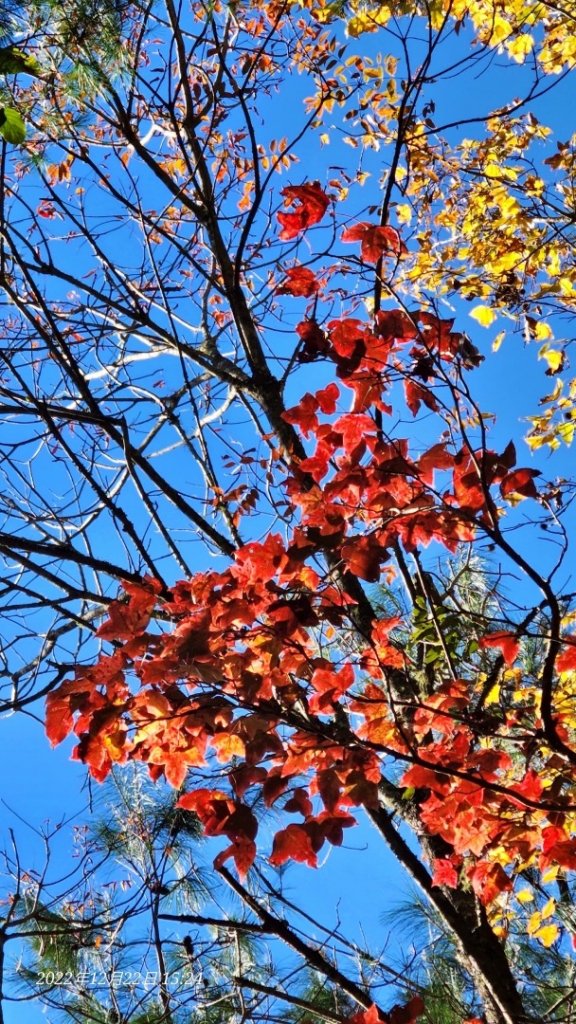 2022霞喀羅古道精華段/養老-白石吊橋賞🍁楓趣_1970436
