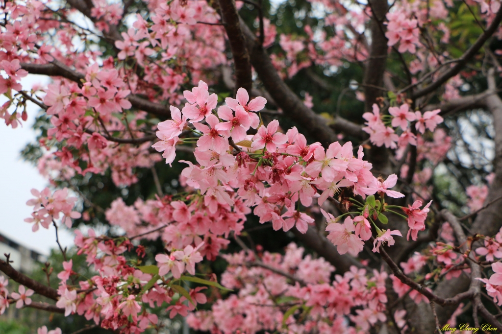 20160402~北投文化公園~_33684