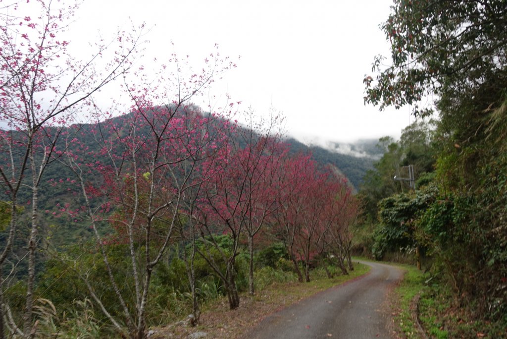 小鬼湖林道上亞泥迪山_1276921