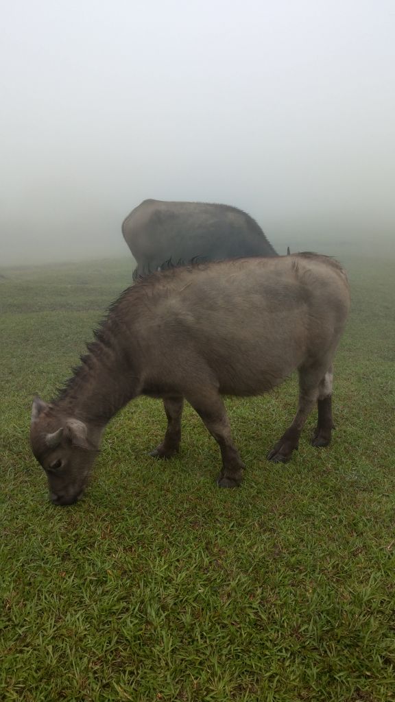 陽明山東西大縱走活動_402817