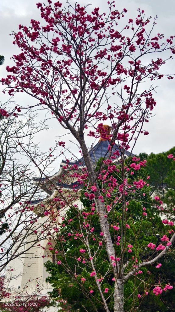 #虎山  #101大樓  #國父紀念館 #河津櫻 #中正紀念堂 2/19_3002651