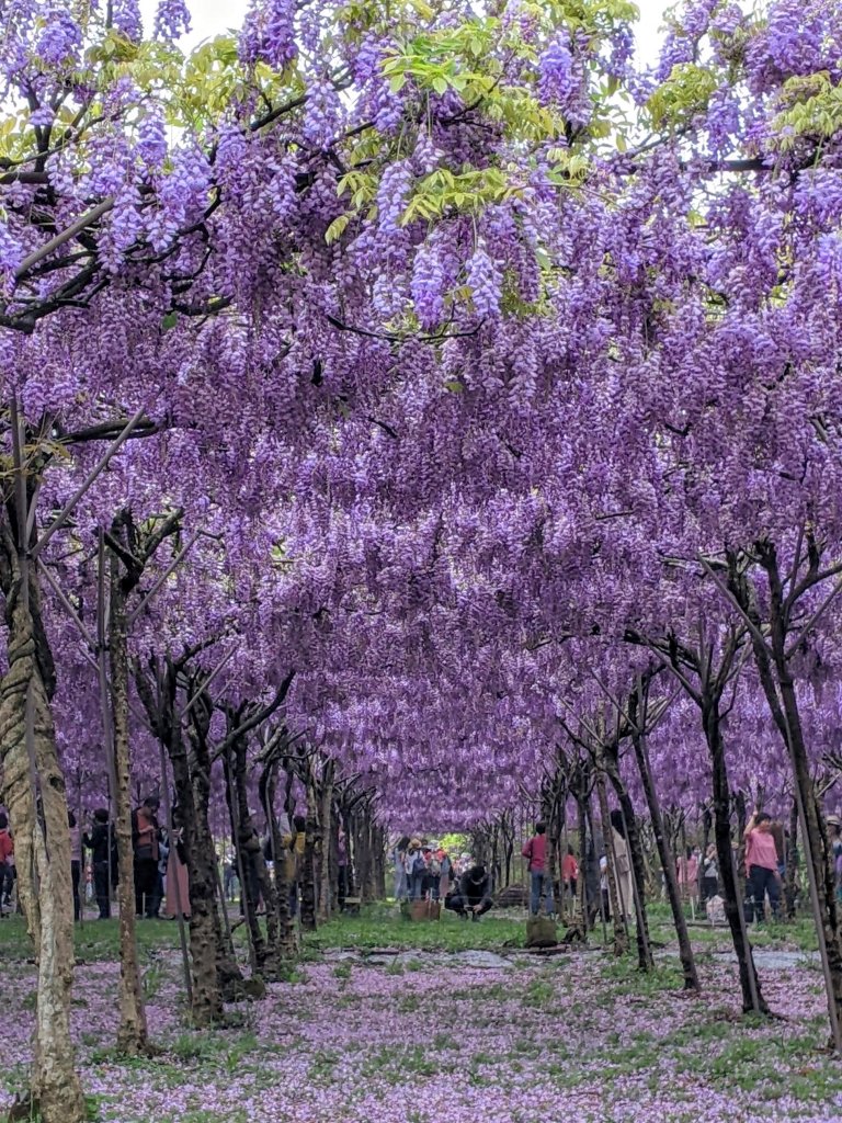春色三分   一分紫藤 一分櫻花 一分石槽封面圖